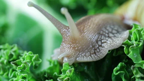 Beautiful big snail Video stock 131097329