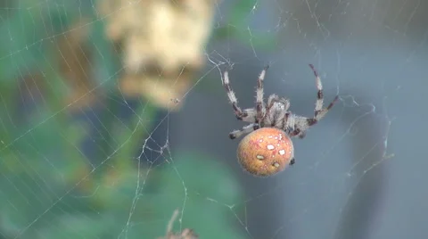 Beautiful big spider capture insect food macro web garden trap hunt summer day Stock Footage 40664233