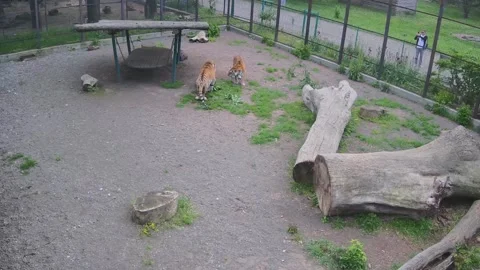 Beautiful big tigers attack each other in a playful way Stock Footage 154735661
