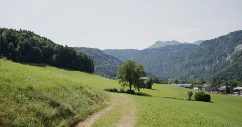 Beautiful Big Tree Video stock 245210271