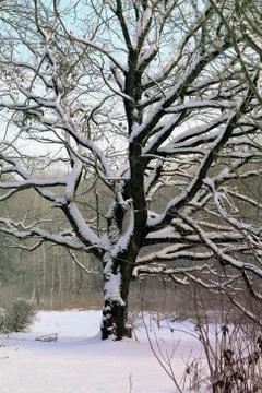 Beautiful big tree Stock Photos