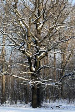 Beautiful big tree Stock Photos