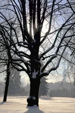 Beautiful big tree Stock Photos