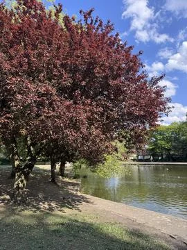 Beautiful big tree with red leaves near pond with ducks in it Stock Photos
