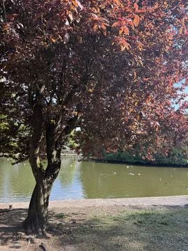 Beautiful big tree with red leaves near pond with ducks in it Stock Photos