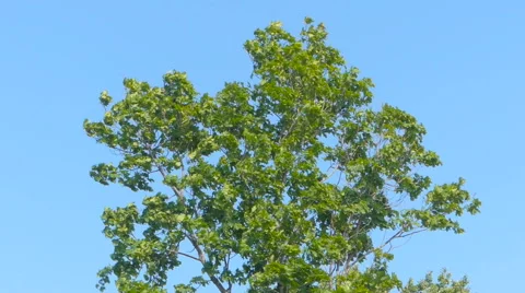 Beautiful big tree strong wind against the blue sky. Stock Footage 65453395