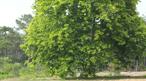 Beautiful big tree in the wind Stock Footage 7906520