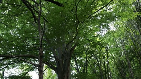 Beautiful Big Tree in the Woods Stock Footage 161882969