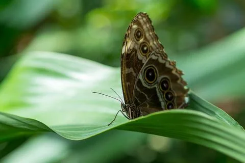 Beautiful big tropical butterfly sitting on a green plant. Stock Photos