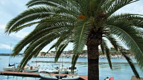 Beautiful big tropical Palm tree with a sea and boats in the background. Stock Footage 249306443