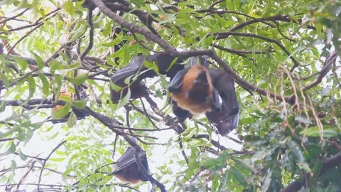 Beautiful big wings of Bat or flying fox hanging on tree upside down in Stock Footage 100951133