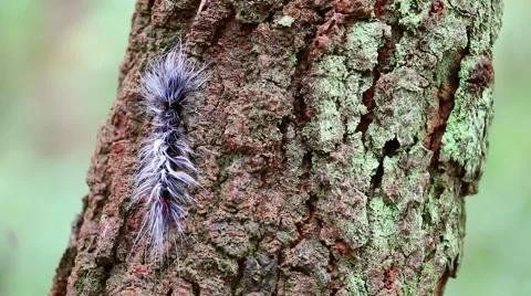 Beautiful big worm movement on tree Stock Footage 40734771