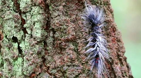 Beautiful big worm movement on tree (pan shot) Stock Footage 40735131