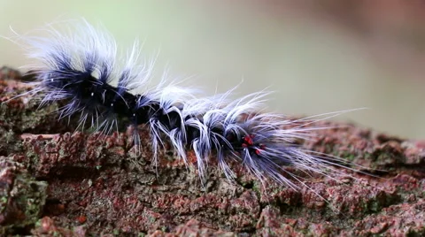 Beautiful big worm movement on tree (pan shot) Stock Footage 40735366