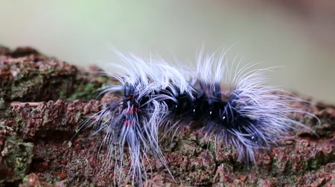 Beautiful big worm movement on tree (two shot) Stock Footage 40735804