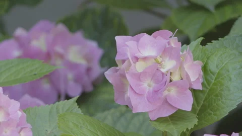 Beautiful bigleaf hydrangea flower 4K video Stock Footage 252855819