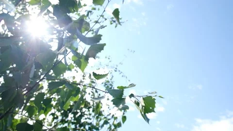 Beautiful birch branches with sunlight. Close-up green birch leaves fluttering  Stock Footage 238445142