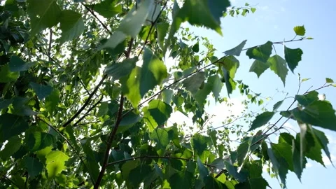 Beautiful birch branches with sunlight. Close-up green birch leaves fluttering  Stock Footage 238445170