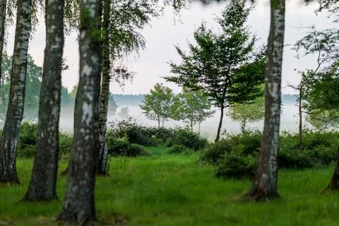 A beautiful birch forest. Grass between the birches. Fog in the distance. B.. Stock Photos