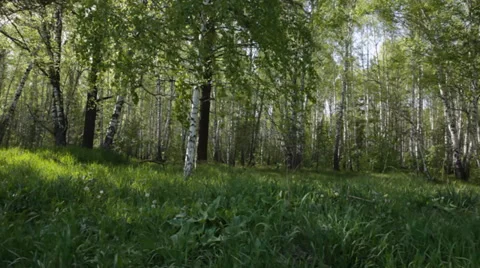 Beautiful birch forest in spring Stock Footage 39586564