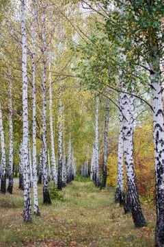 Beautiful birch grove in the rays of the setting autumn sun Stock Photos