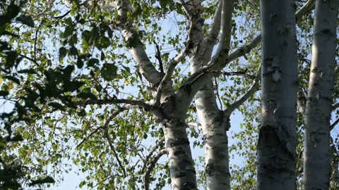 Beautiful birch tree close up blue sky Stock Footage 297793615