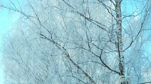 Beautiful birch tree completely covered snow on blue sky background. Stock Footage 158315753