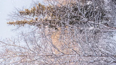 Beautiful birch tree covered snow on blue sky background.Vertical video Stock Footage 166901626