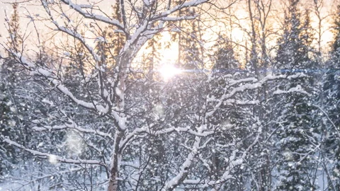 Beautiful birch tree covered snow on blue sky background. Stock Footage 206073770