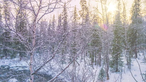 Beautiful birch tree covered snow on sunny sky background. Winter background Stock Footage 220174501
