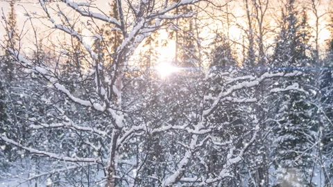 Beautiful birch tree covered snow on blue sky background. Winter background Stock Footage 249409820