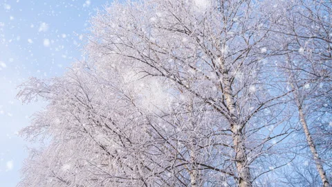 Beautiful birch tree covered snow on blue sky background at pink sunrise. Stock Footage 250023040