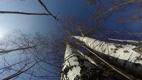 Beautiful birch tree in spring forest from beneath and camera rotation, 4K Stock Footage 73539932