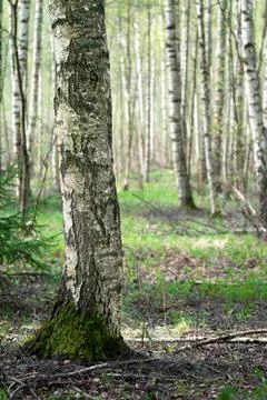 Beautiful birch tree trunk on the foreground in the spring sunny forest Stock Photos