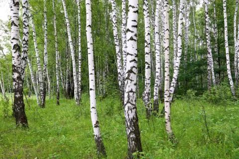 Beautiful birch trees Stock Photos