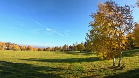 Beautiful birches in the setting sun karpacz poland Stock Footage 313447166