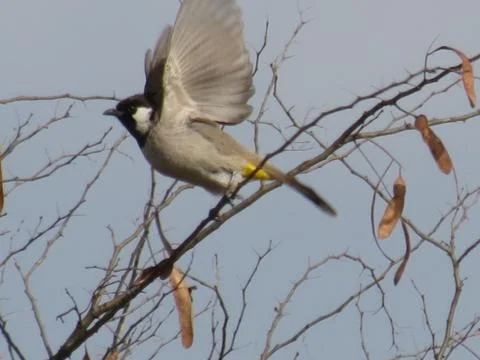 Beautiful Bird are flying in tree. Stock Photos