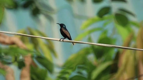 Beautiful bird are standing on a cable. Footage if bird for design. Vidéo 104068764