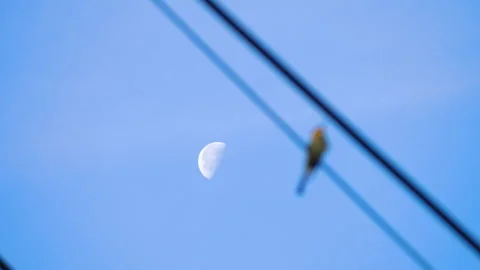 Beautiful bird Bee-eater and moon Stock Footage 305933672