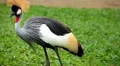 Beautiful bird with crest, Balearica Regulorum, African Grey Crowned Crane HD Footage