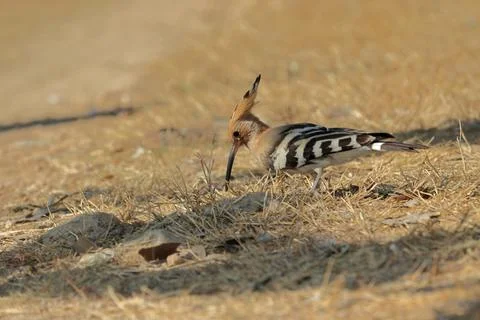 A beautiful bird eats small creatures living on the ground Stock Photos