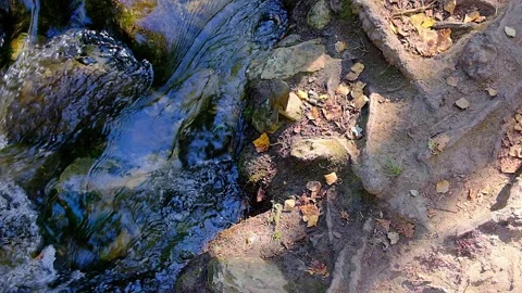 Beautiful bird at the edge of a stream 库存影片 139593869