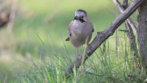 A beautiful bird of the Eurasian jay, Garrulus glandarius, sits on an old branch Stock Footage 152517394