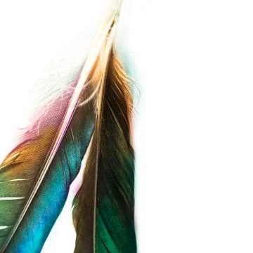 Beautiful bird feather Stock Photos
