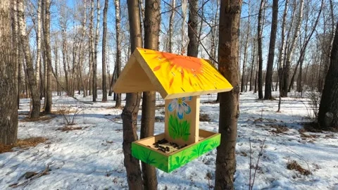 Beautiful Bird feeder Stock Footage 148991511