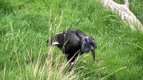 Beautiful bird - female Abyssinian Ground Hornbill walking around Stock Footage
