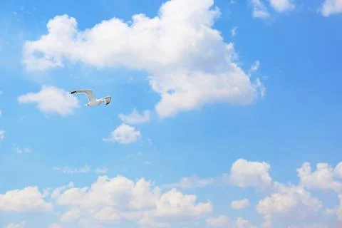 Beautiful bird flying in blue cloudy sky Stock Photos