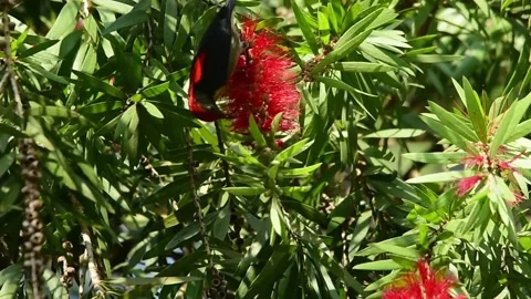 Beautiful bird Stock Footage 130964452