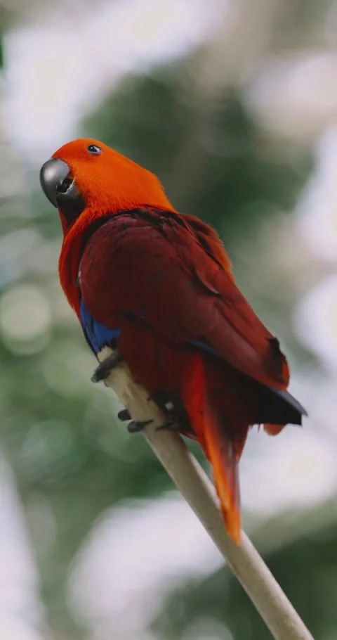 Beautiful bird Stock Footage 214080374