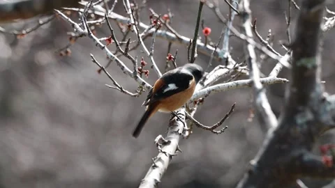 Beautiful bird Video stock 285672651